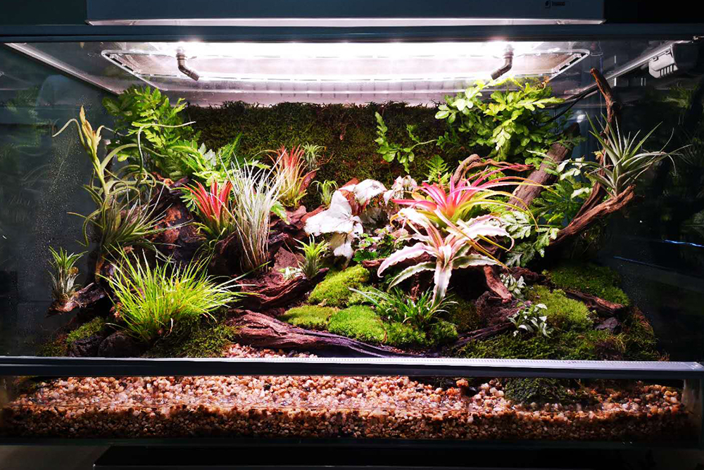 熱(rè)帶氣候雨(yǔ)林(lín)缸